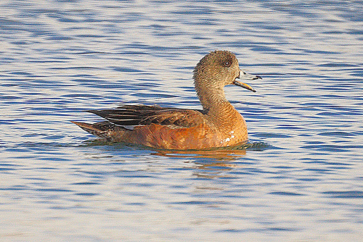 Свищ американський - ML646654258