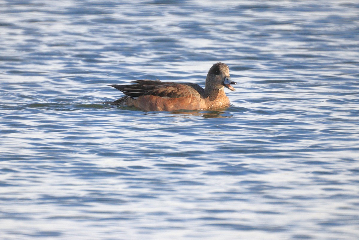 Свищ американський - ML646654259