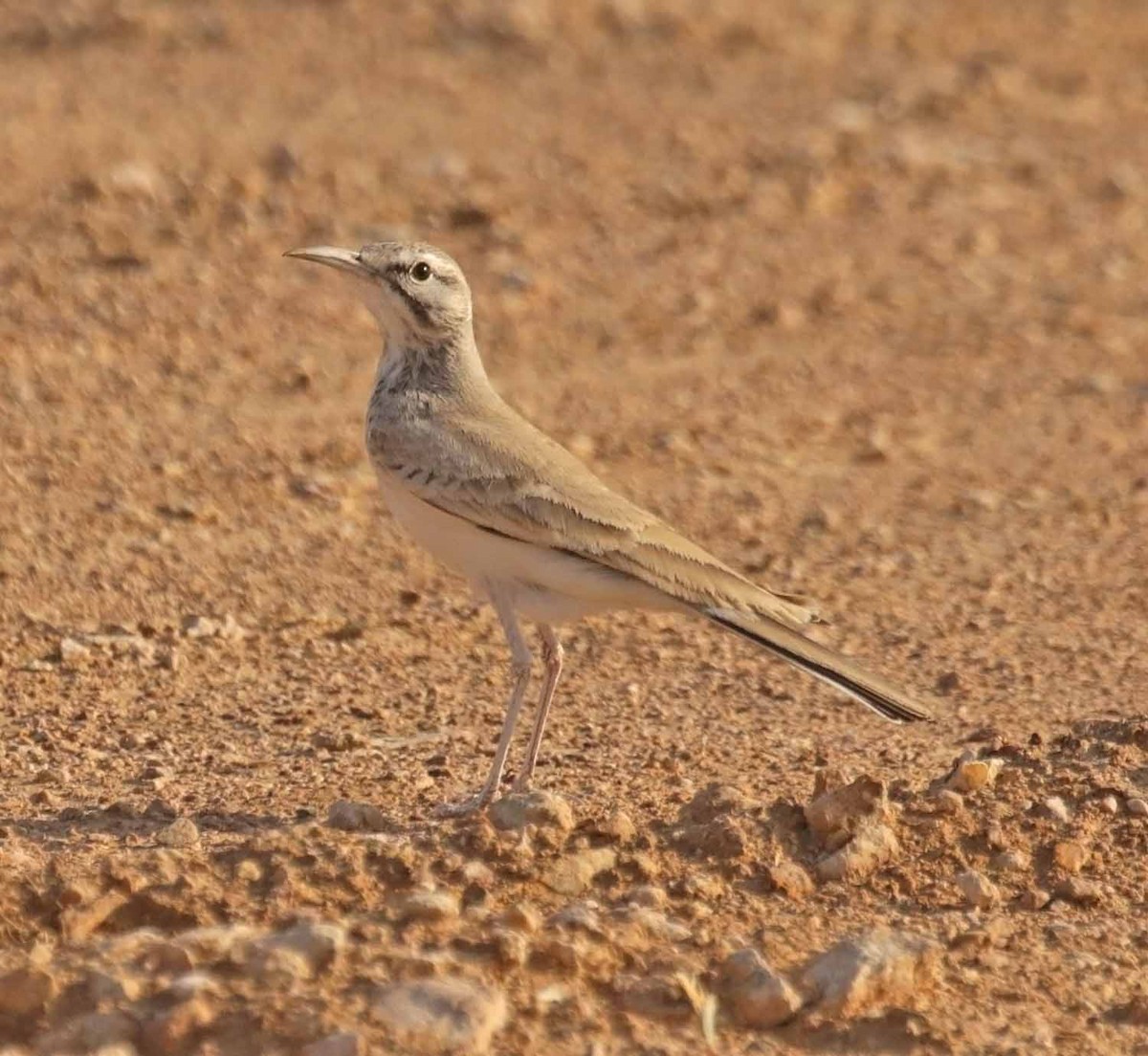 Пікір великий - ML646654260