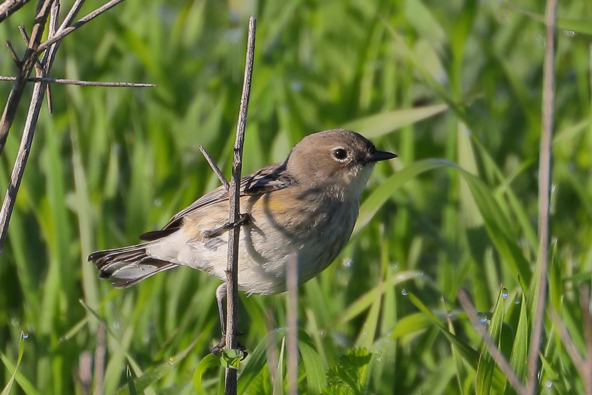 Пісняр-лісовик жовтогузий - ML646654261