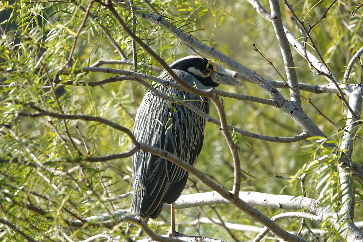 Yellow-crowned Night Heron - ML646654262