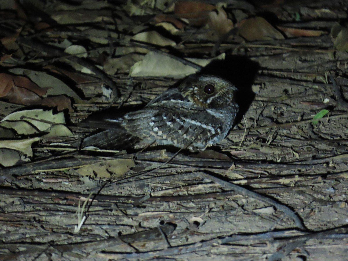 Дрімлюга малий - ML646654263