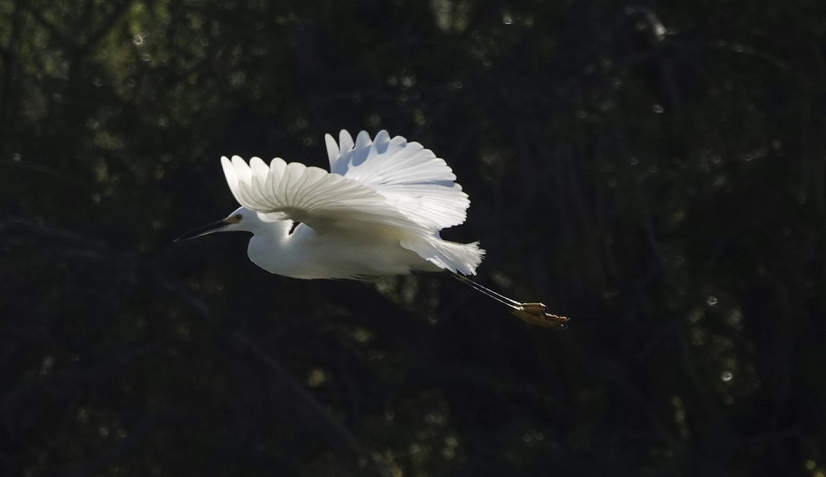 Snowy Egret - ML646654265