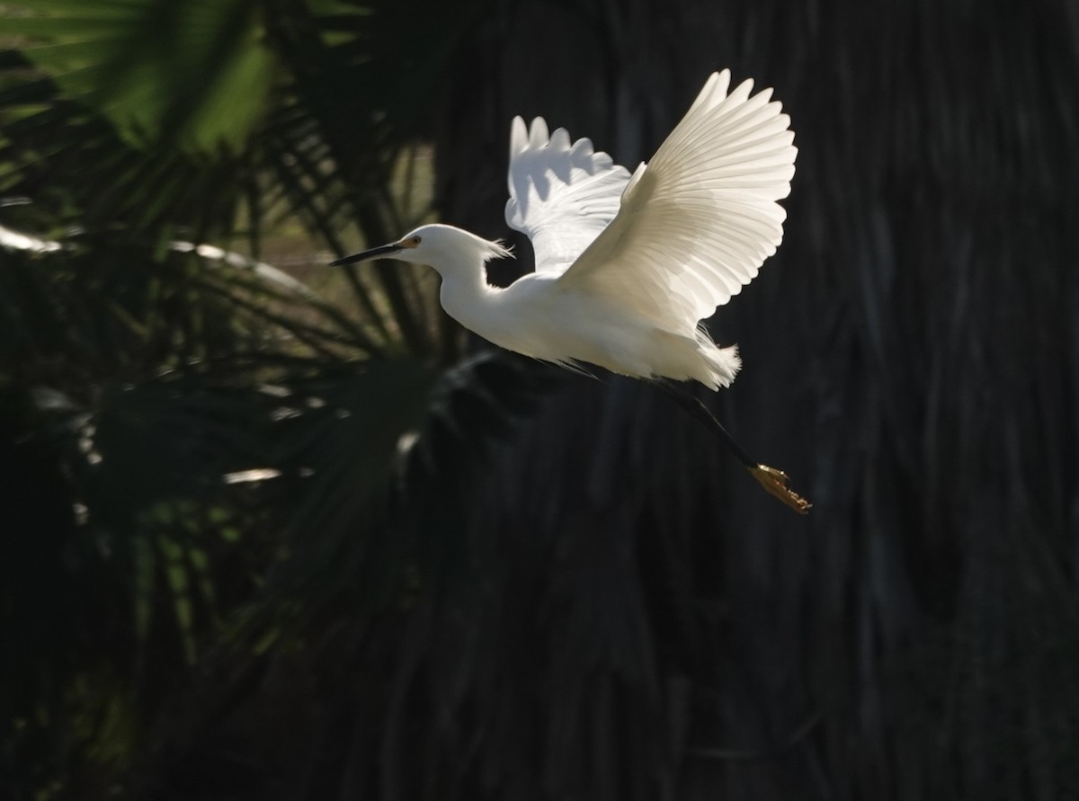Snowy Egret - ML646654266