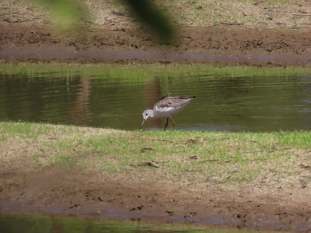 Коловодник великий - ML646654270