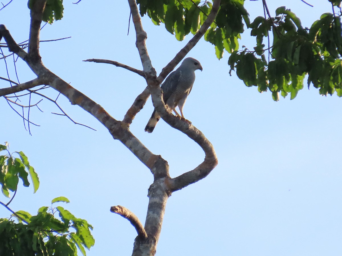 Канюк сірий - ML646654271