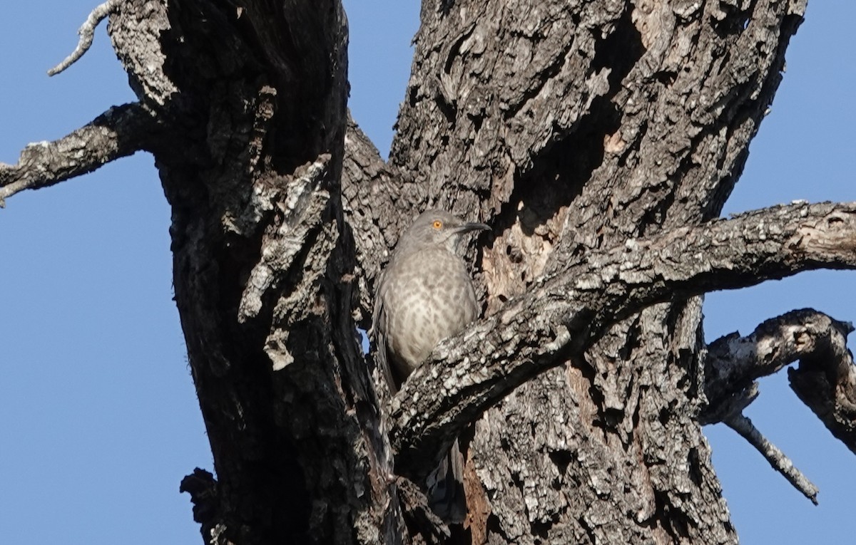 Curve-billed Thrasher - ML646654272