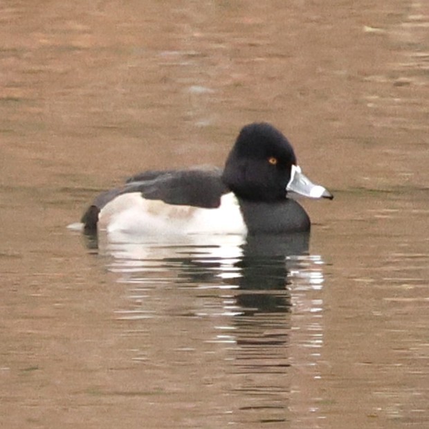 Чернь канадська - ML646654273