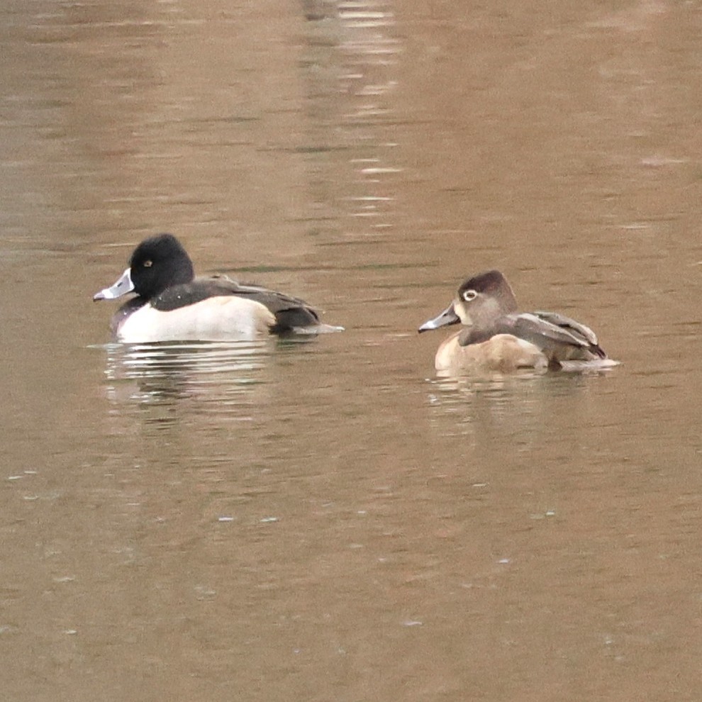 Чернь канадська - ML646654274