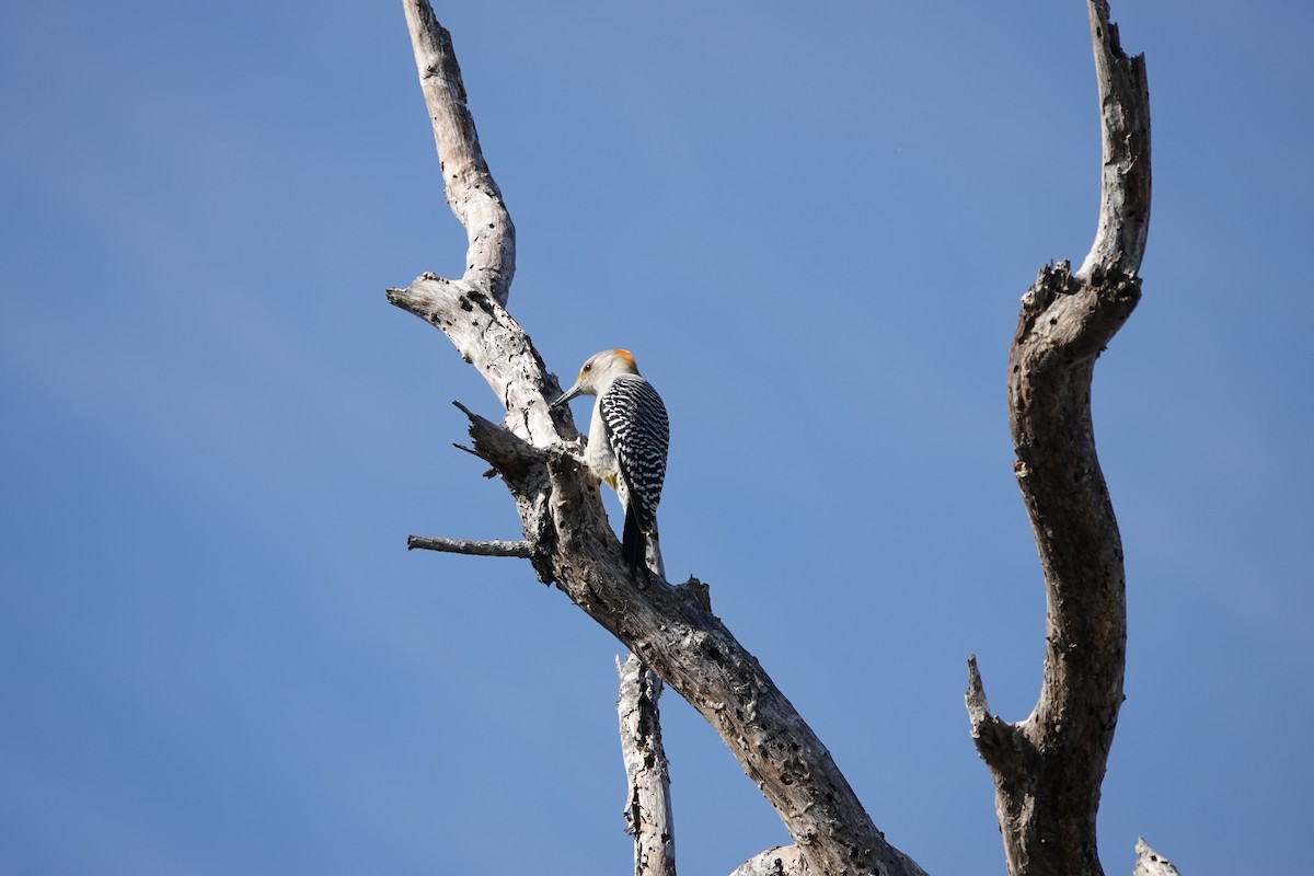 Pic à front doré - ML646654276