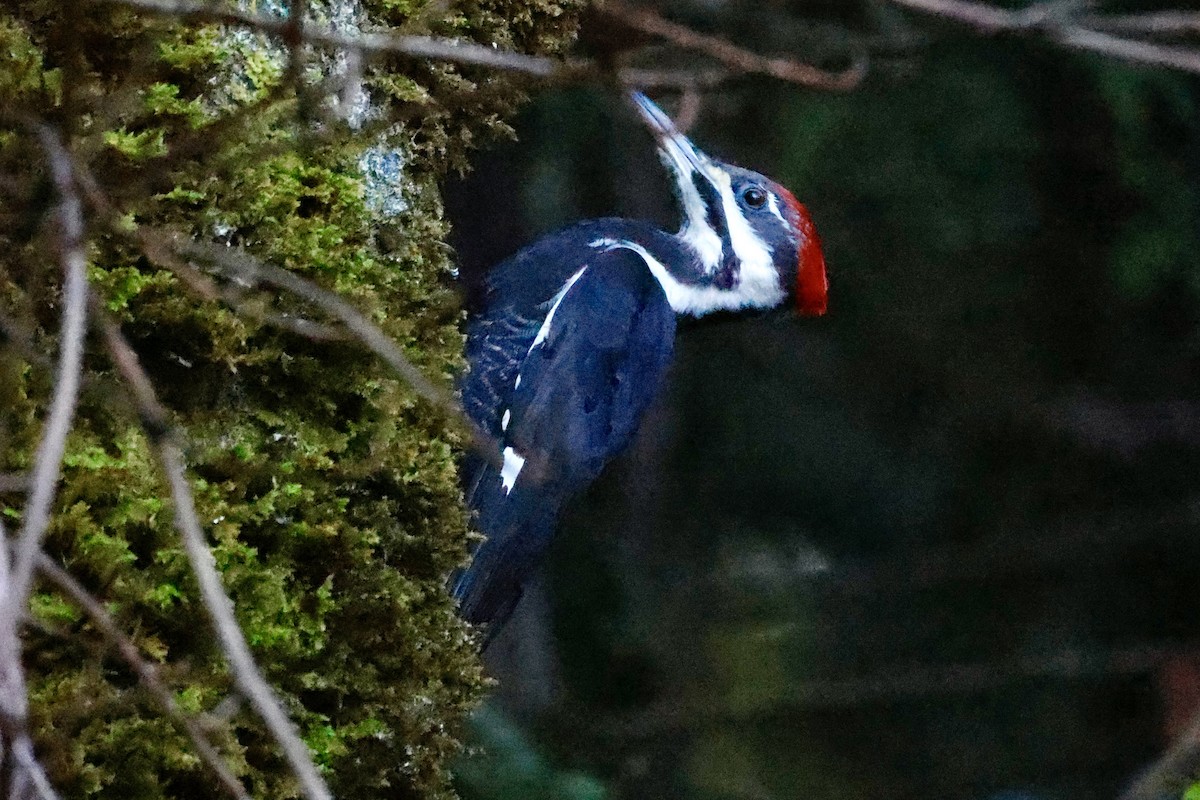 Жовна північна - ML646654277