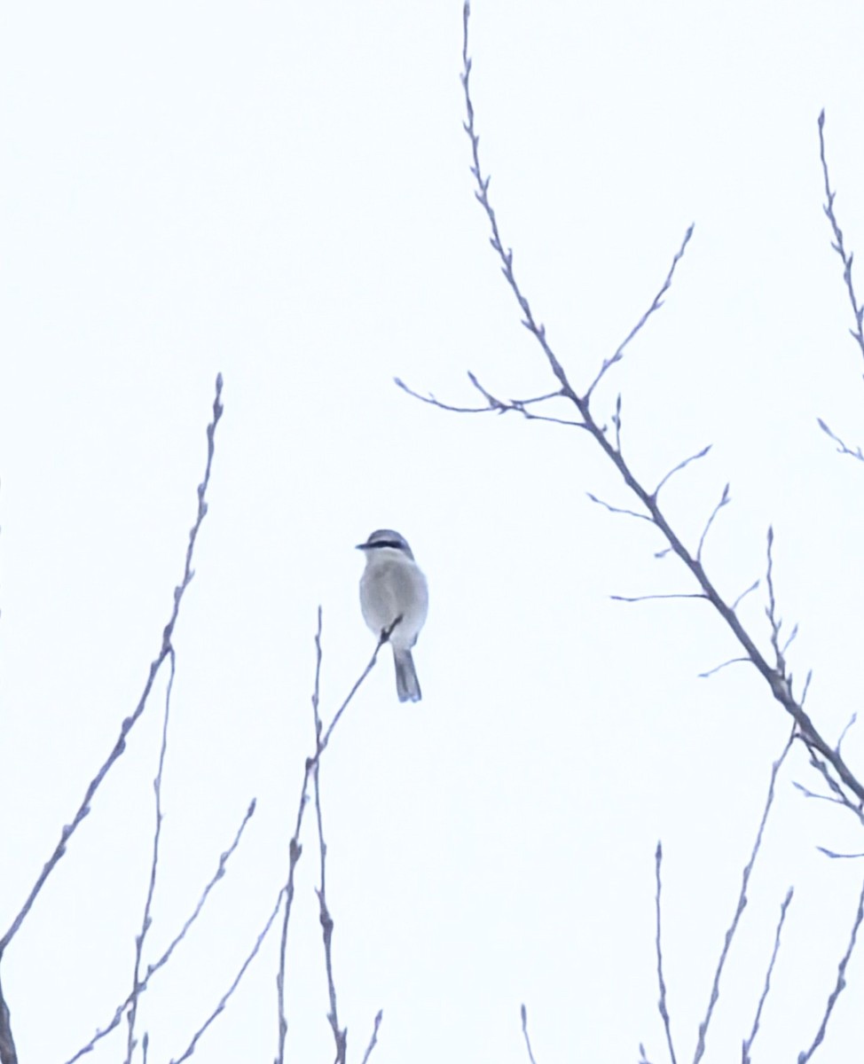 Умардын дунхай - ML646654278