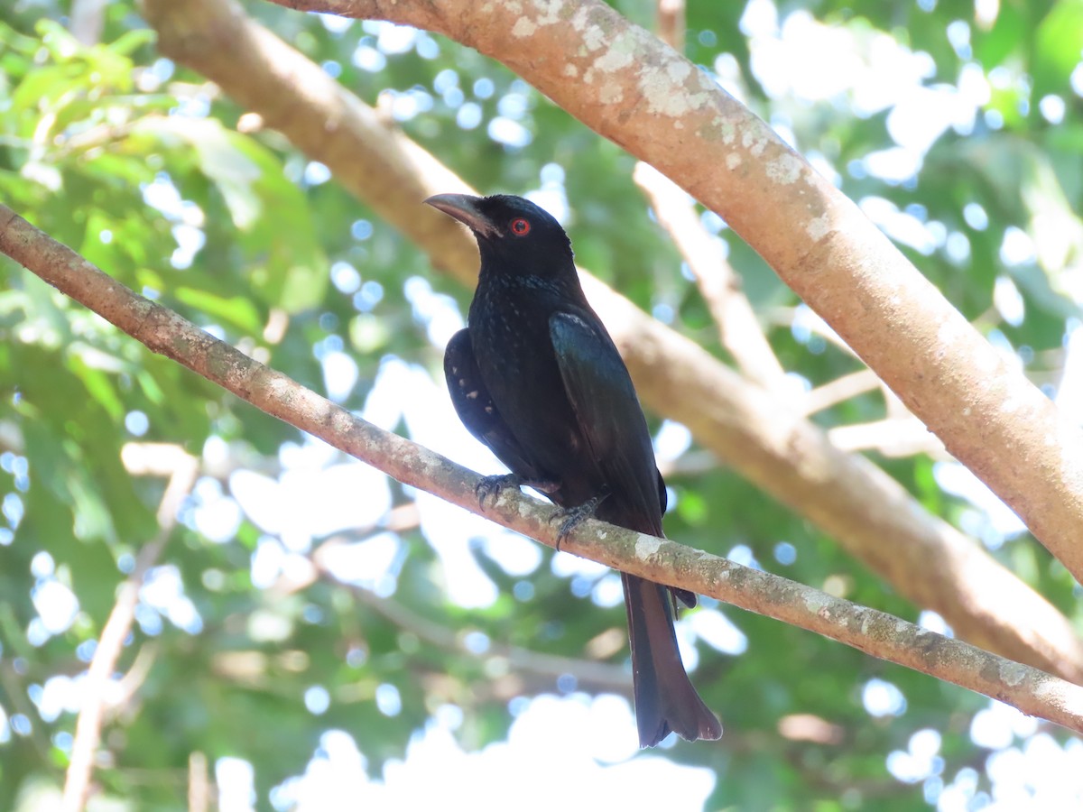 Дронго волохатий - ML646654279