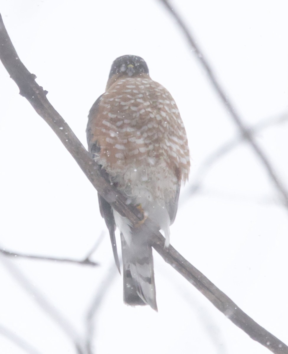 Sharp-shinned Hawk - ML646654280