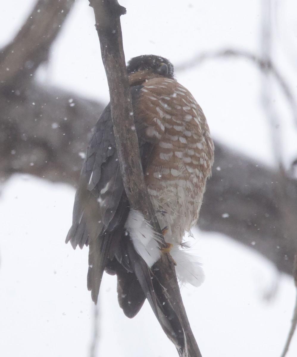 Sharp-shinned Hawk - ML646654281