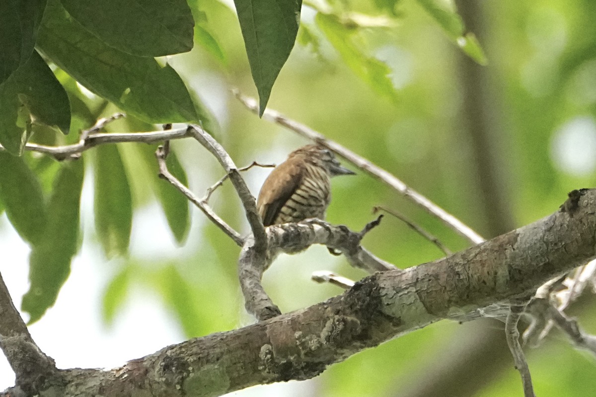 Добаш ориноцький - ML646654282