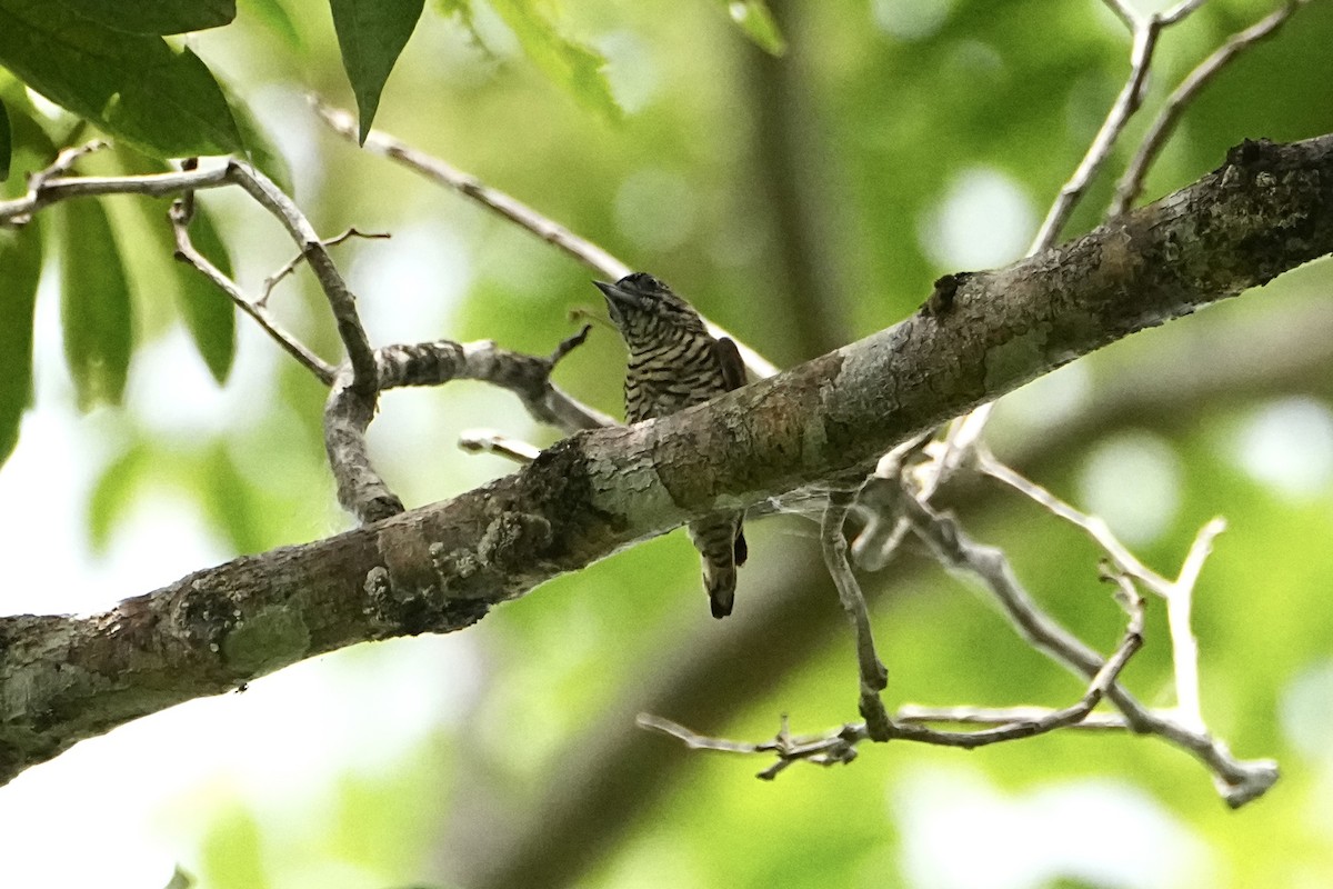 Добаш ориноцький - ML646654283