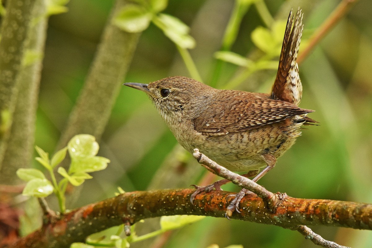 Northern House Wren - ML646654284