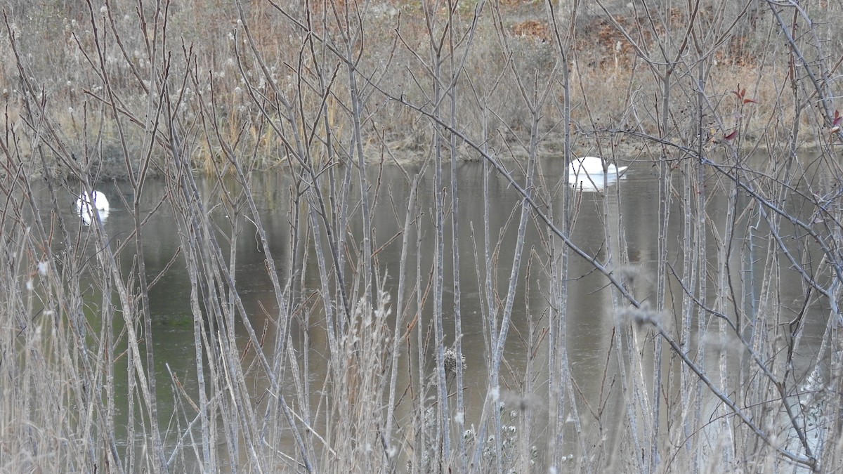 Лебідь-шипун - ML646654288