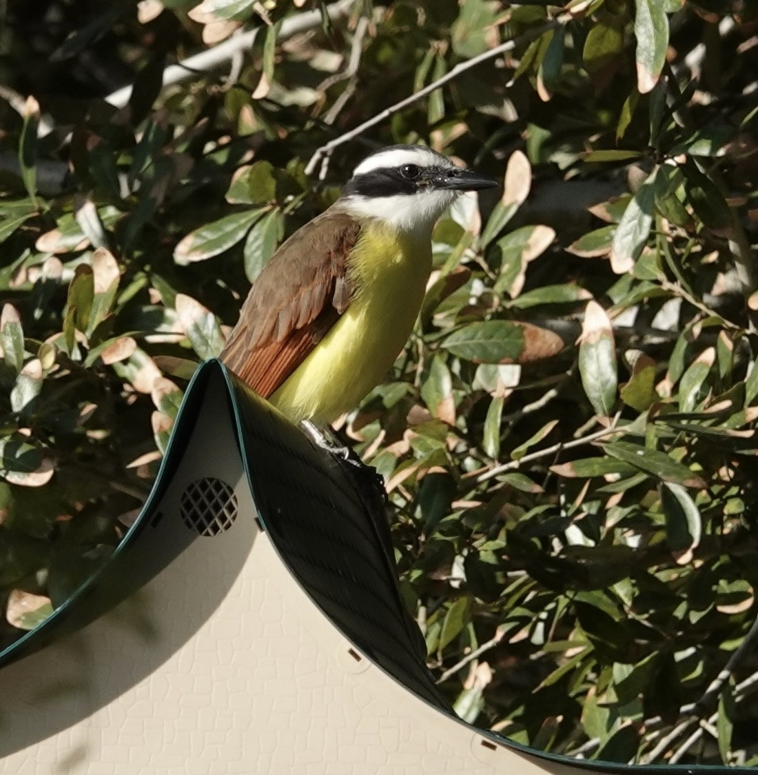 Great Kiskadee - ML646654290