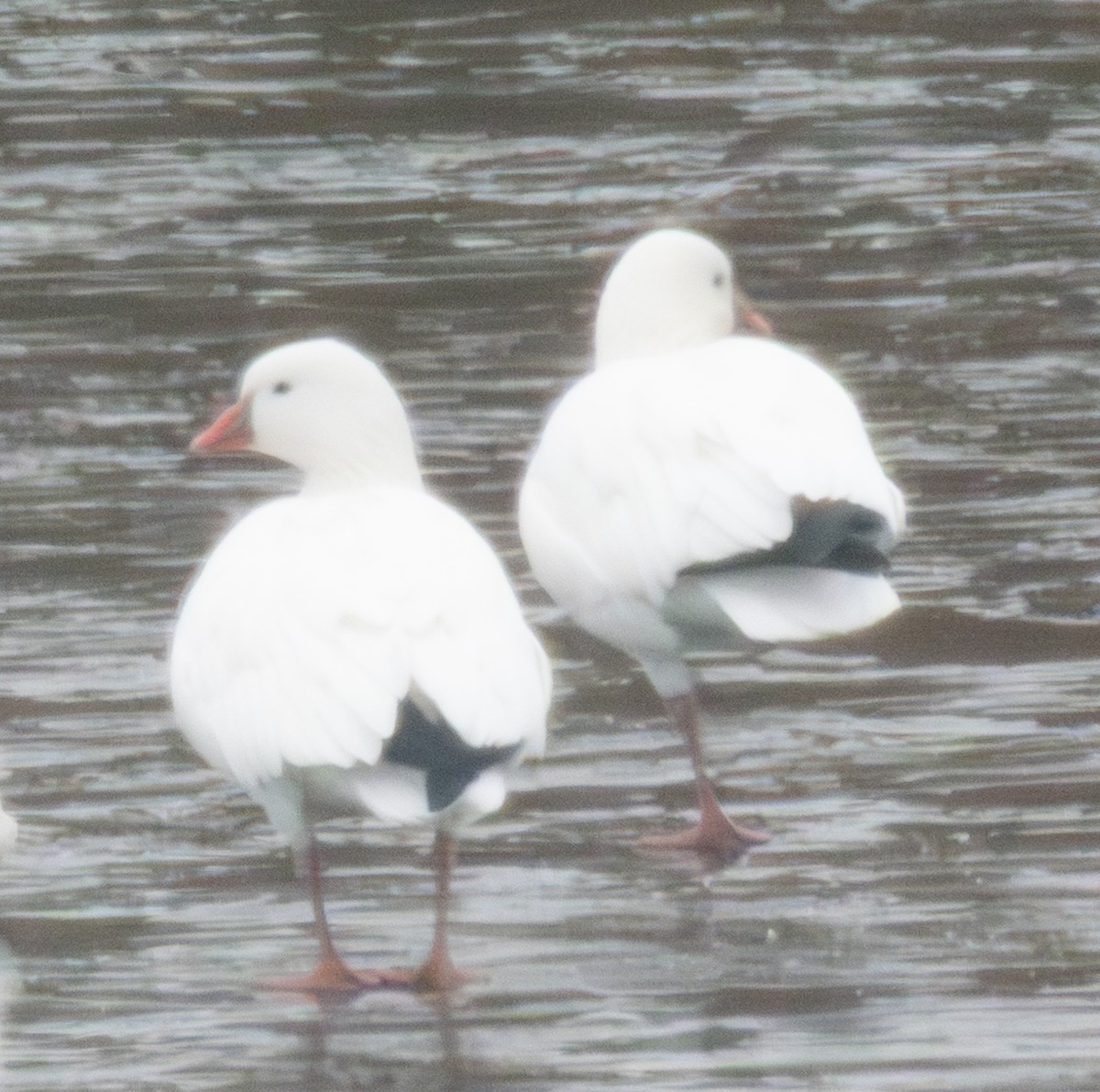 Гуска Роса - ML646654294