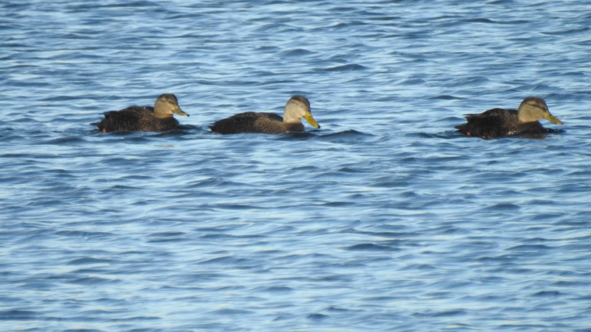 American Black Duck - ML646654295