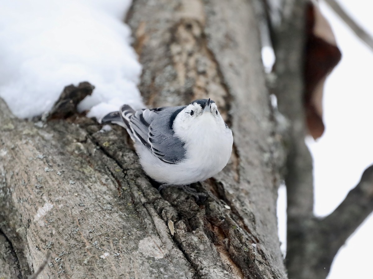 White-breasted Nuthatch - ML646654303