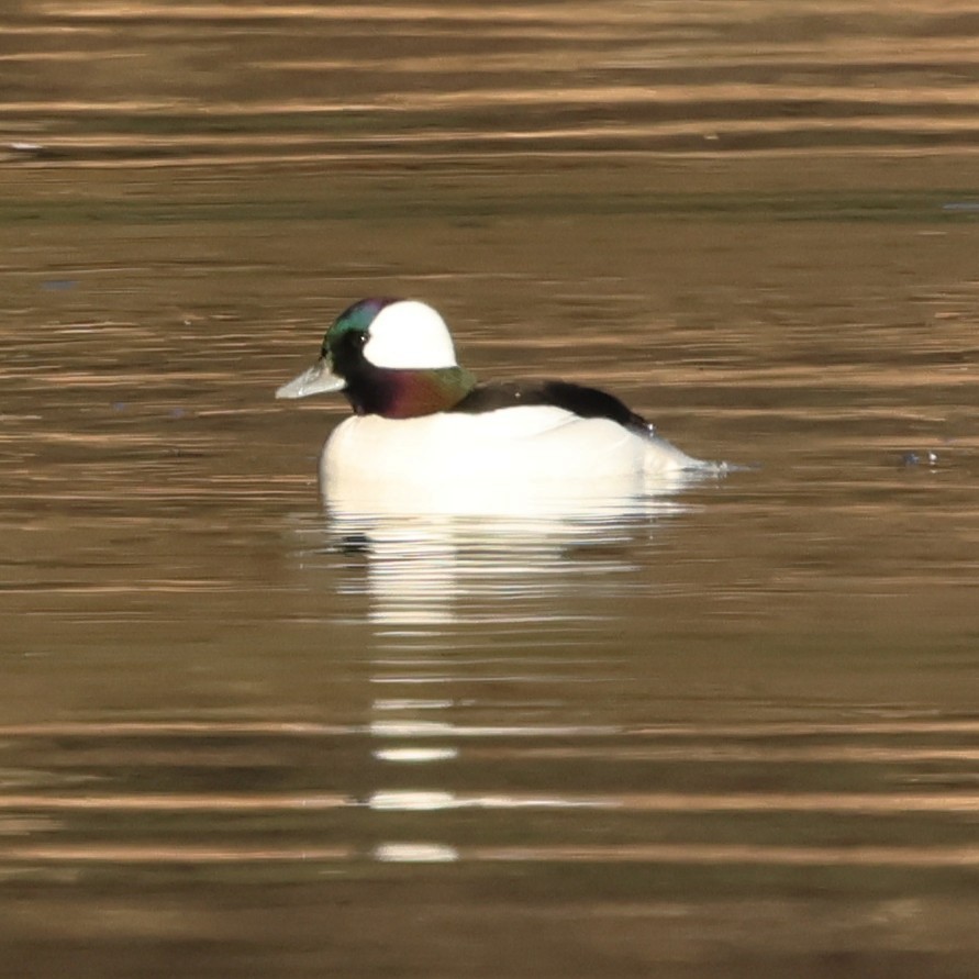 bøffeland - ML646654304