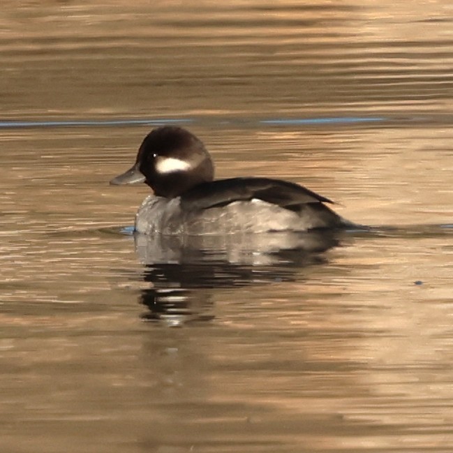 bøffeland - ML646654306