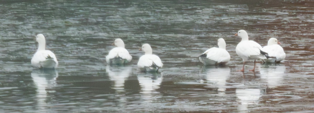 Гуска Роса - ML646654307