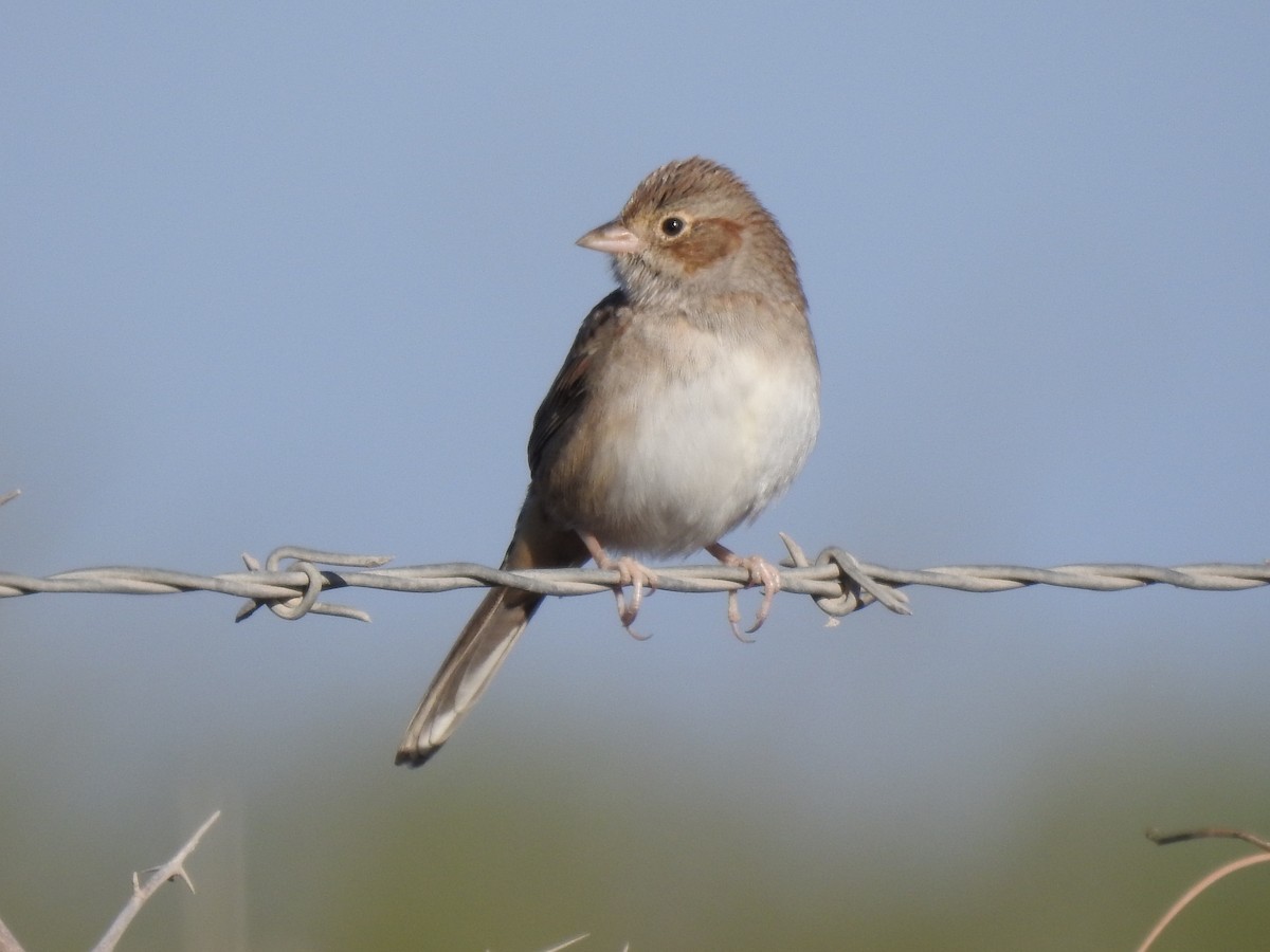 Cassin's Sparrow - ML646654308