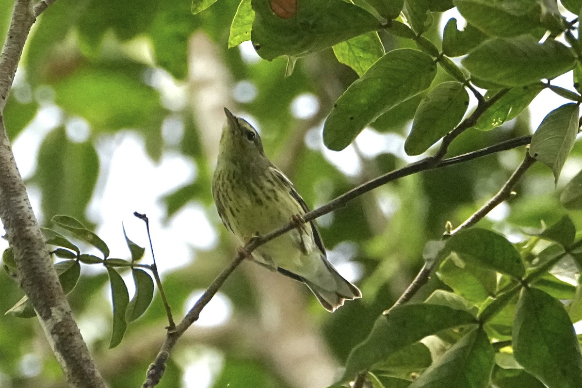 Blackpoll Warbler - ML646654309