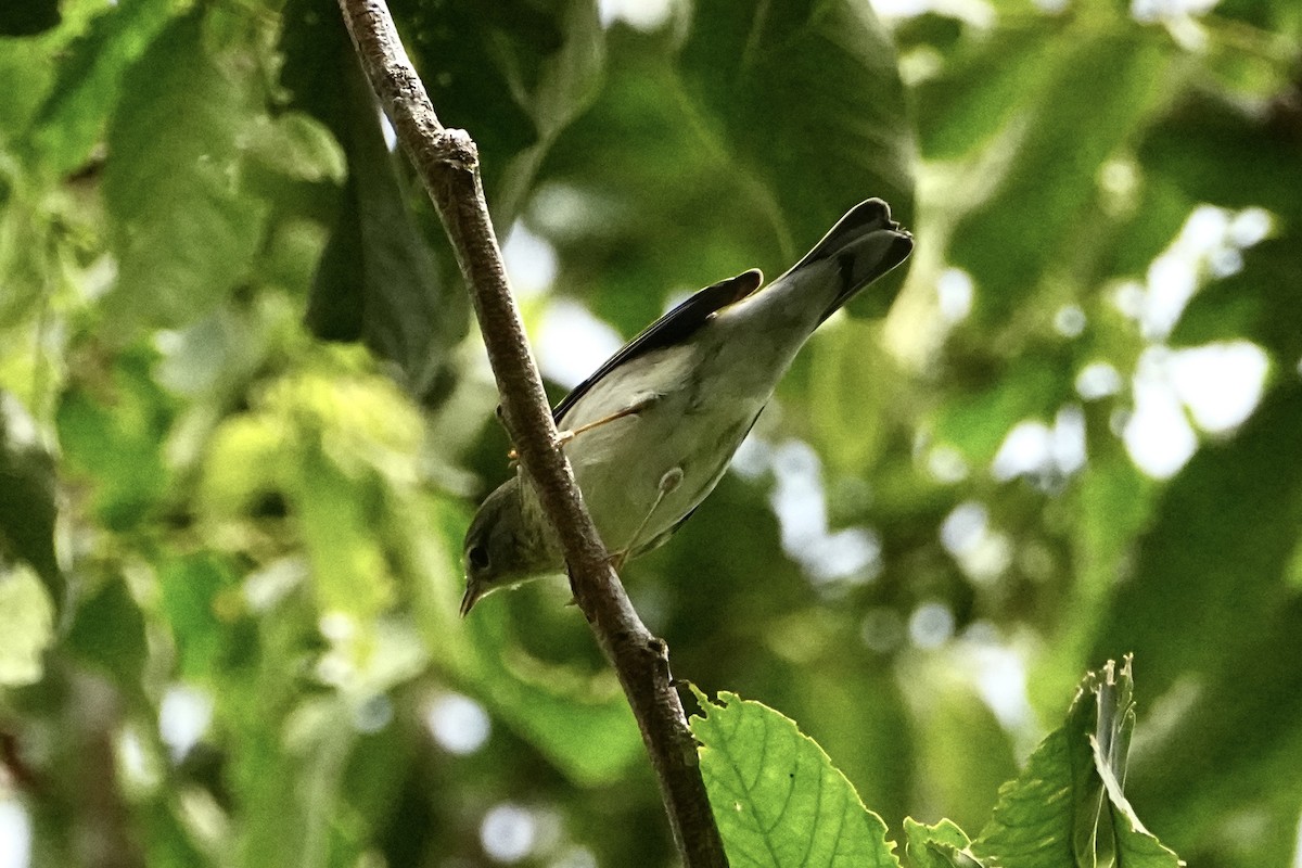 Blackpoll Warbler - ML646654310