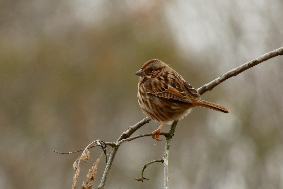 Chipping Sparrow - ML646654311