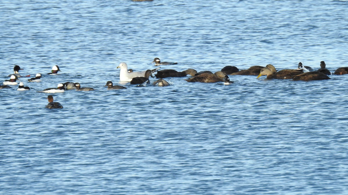 American Black Duck - ML646654313