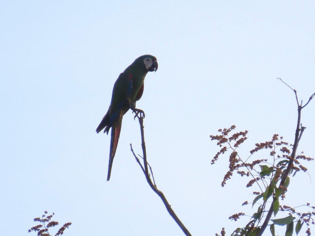 Chestnut-fronted Macaw - ML646654314