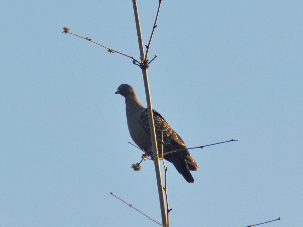 Spot-winged Pigeon - ML646654316