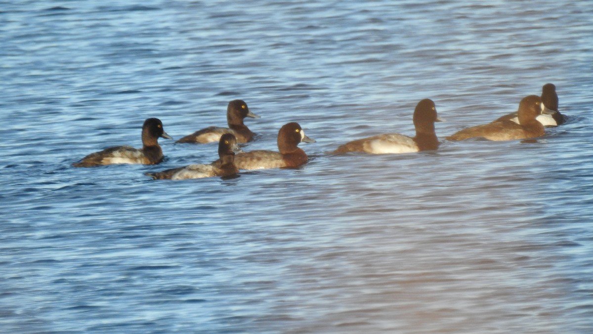 Greater Scaup - ML646654317