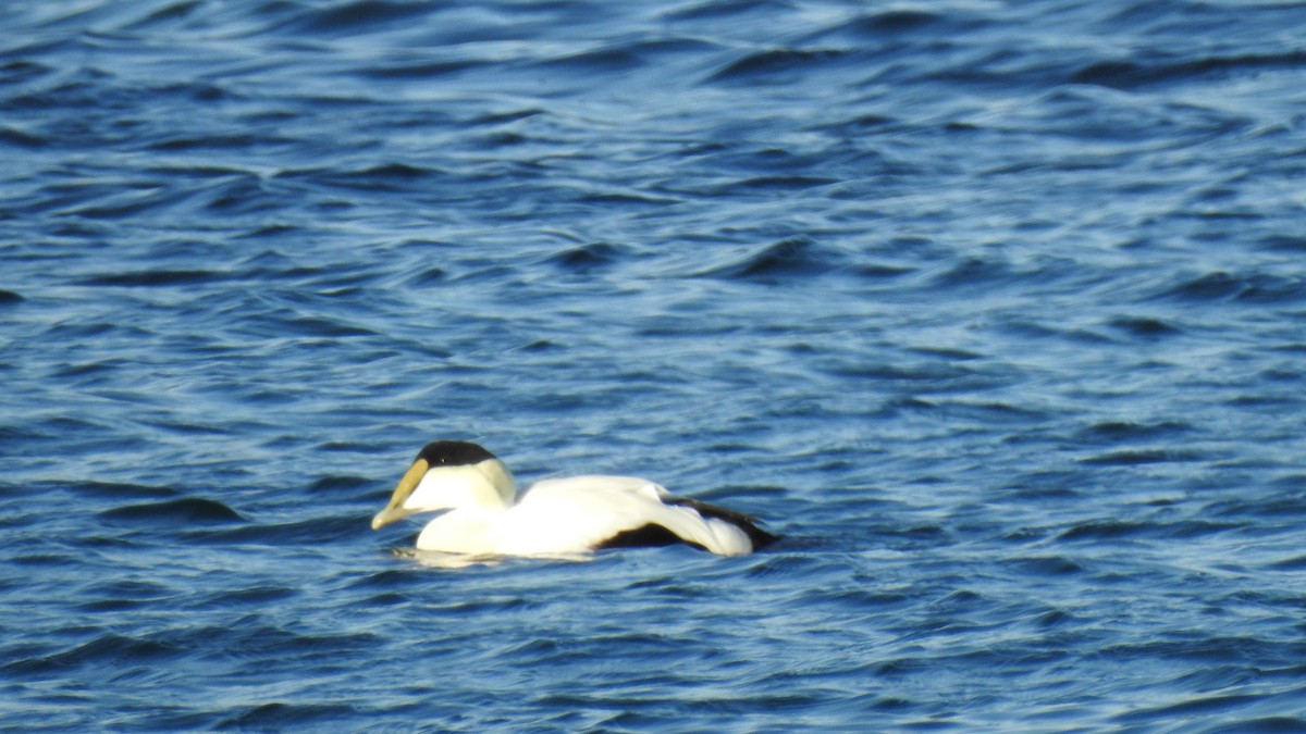 Common Eider - ML646654319