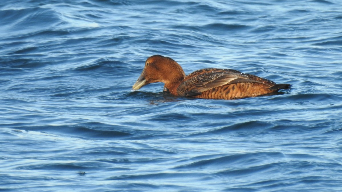 Common Eider - ML646654320