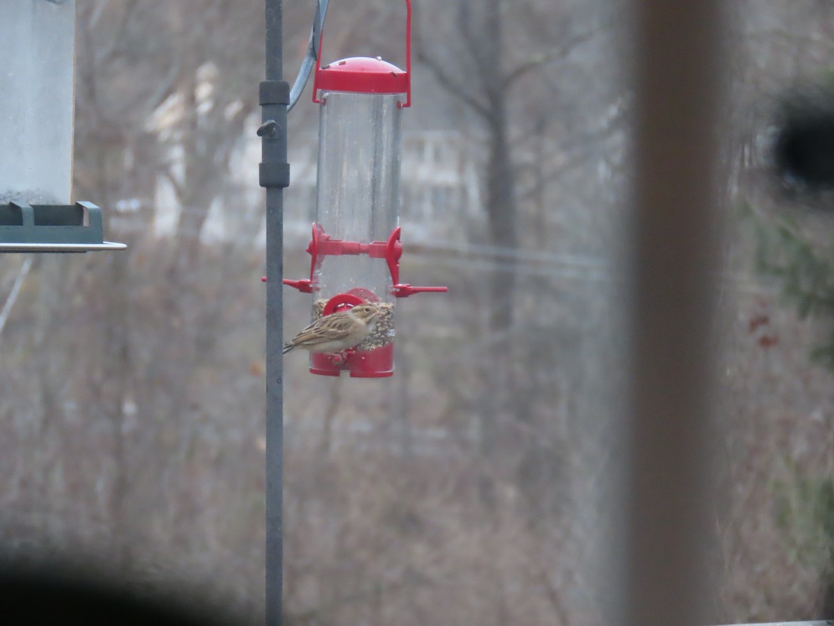 Clay-colored Sparrow - ML646654323