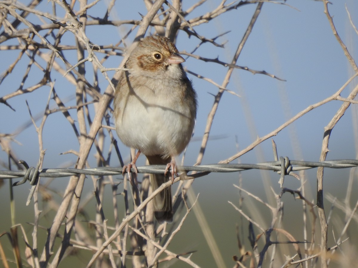 Cassin's Sparrow - ML646654326