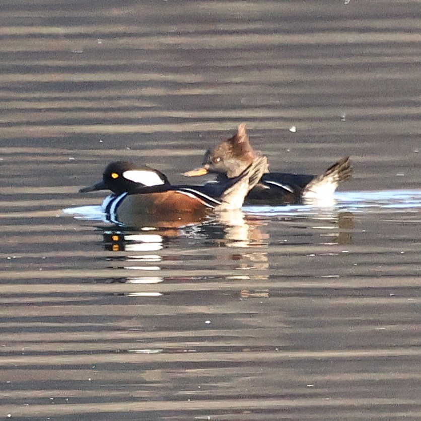Hooded Merganser - ML646654328