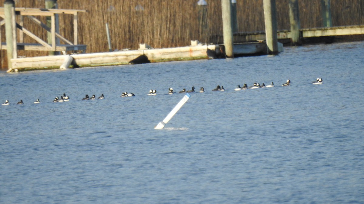 Bufflehead - ML646654329