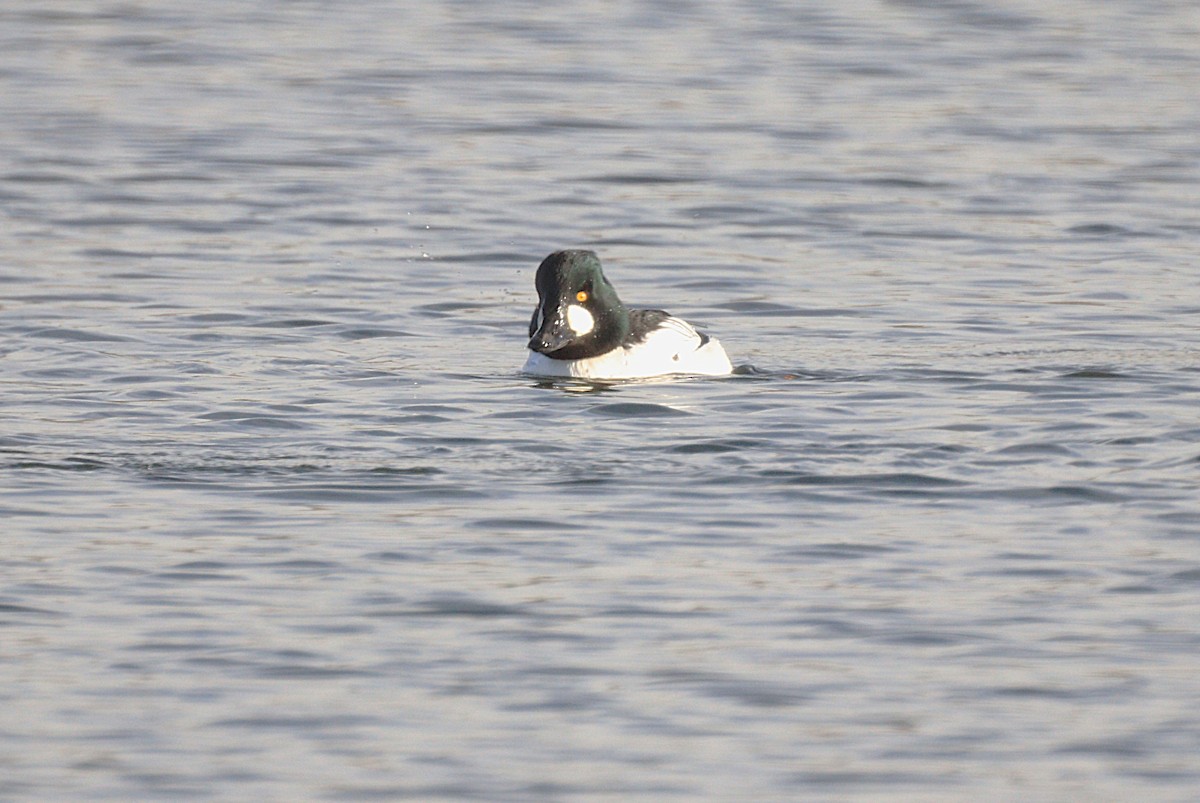 Common Goldeneye - ML646654330