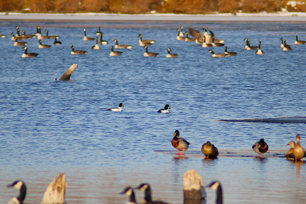 Common Goldeneye - ML646654332