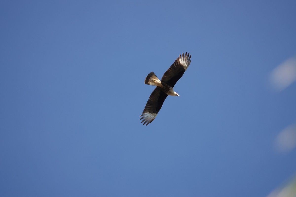 Crested Caracara - ML646654333