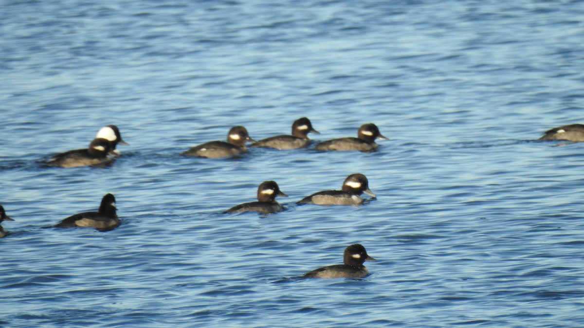 Bufflehead - ML646654334