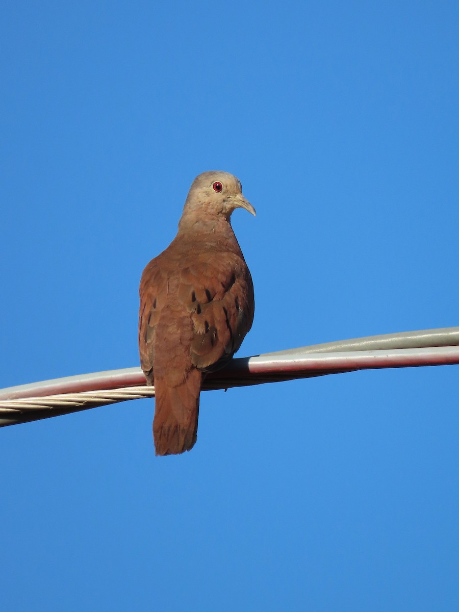Ruddy Ground Dove - ML646654335