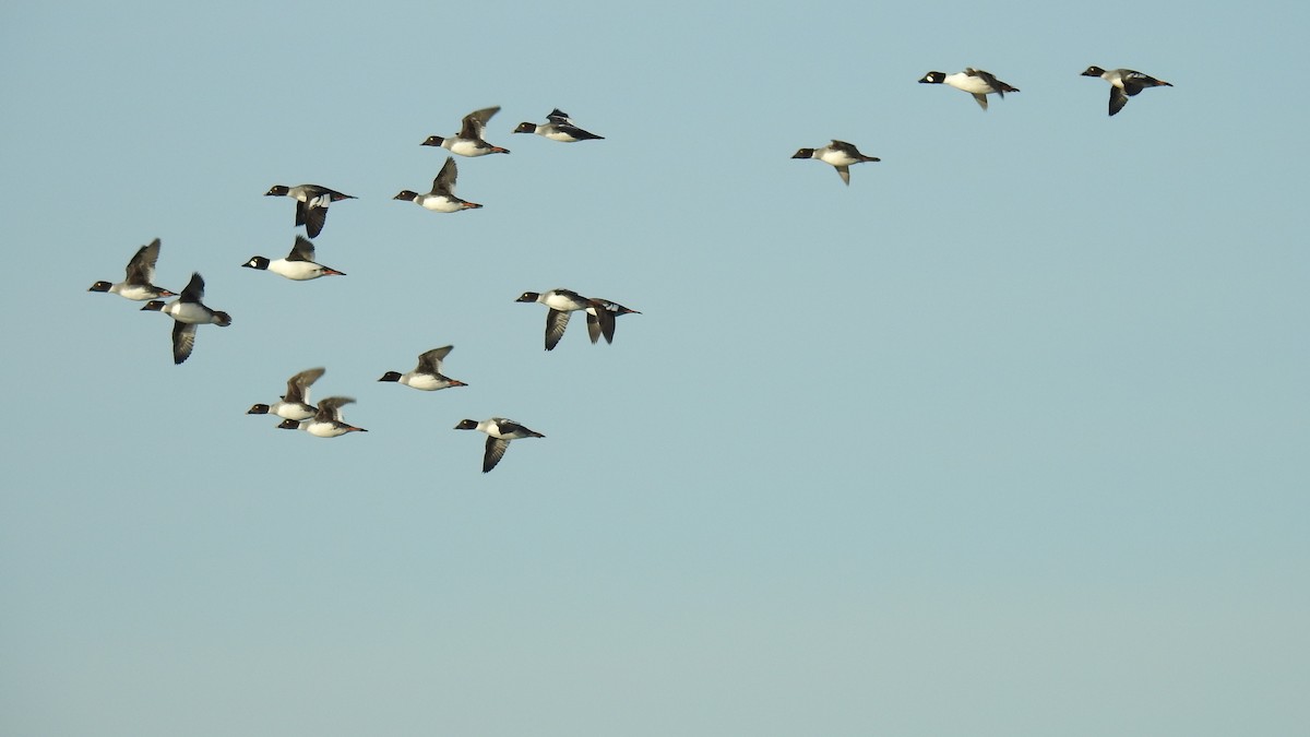Common Goldeneye - ML646654336